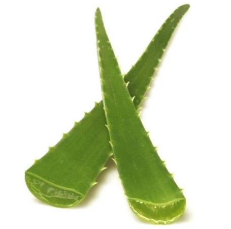 AloeVera Leaf