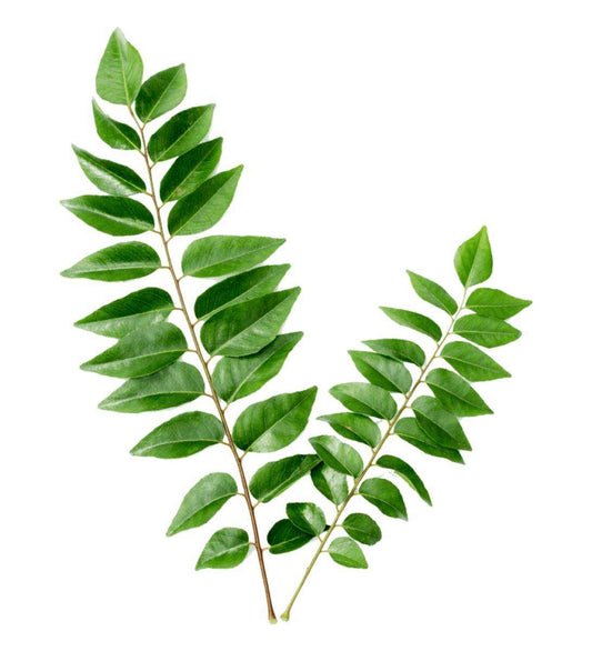 CurryLeaf