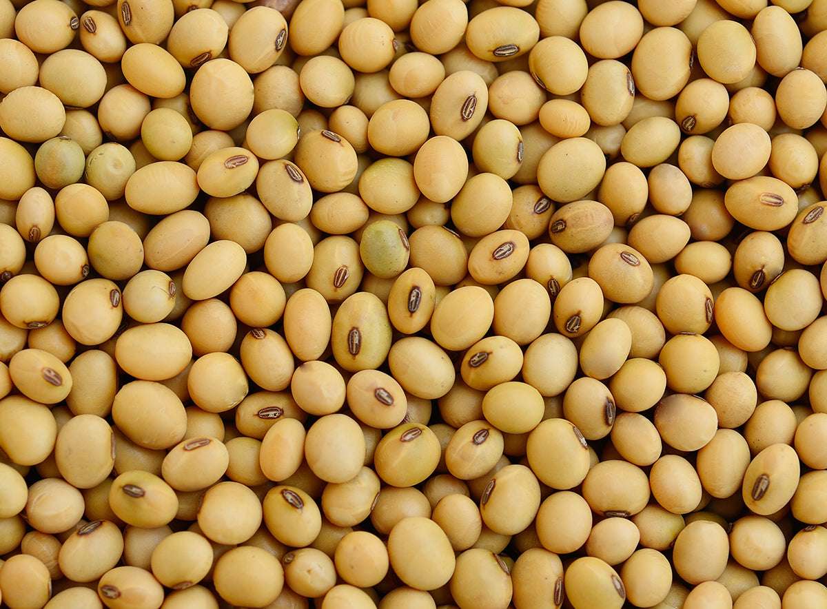 Soya Bean